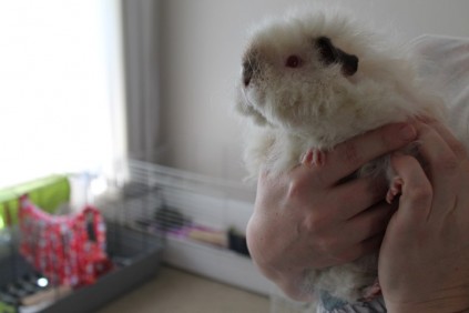 An Alpacka breed.